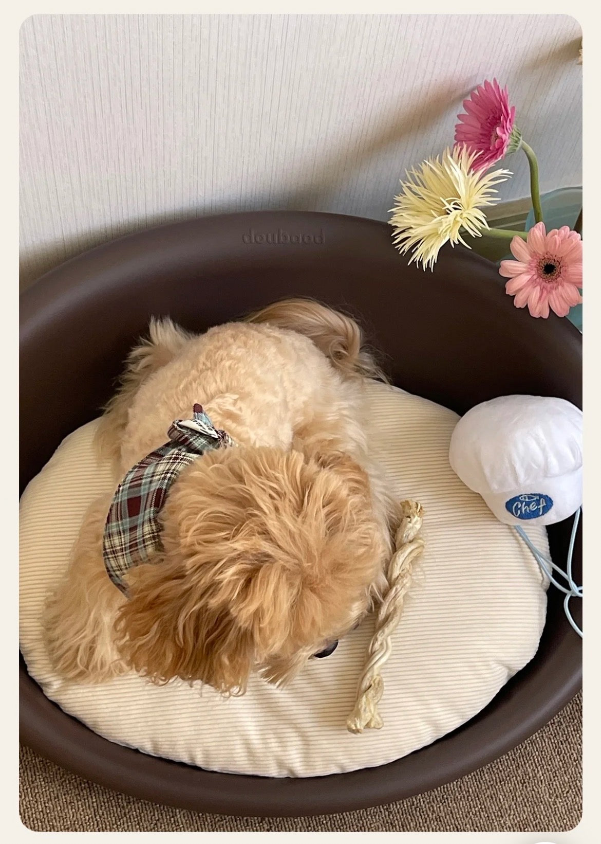 PawsCube Clam Shell Pet Bed – Orthopedic Low-Entry Design for Small Dogs, Washable & Non-Slip Base